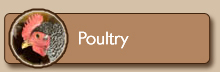 Poultry