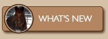 WHAT'S NEW?