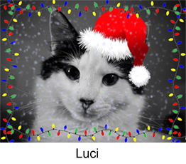 luci