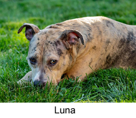 luna