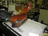 bill bantam rooster poultry feed store Uxbridge, MA