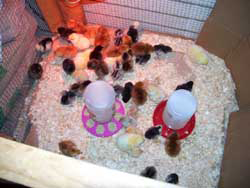 chicks poultry feed store Uxbridge, MA